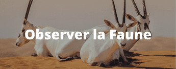 observer la faune